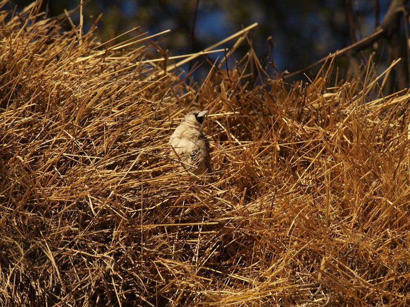 Etosha National Park, Okaukuejo, Weaver
        bird